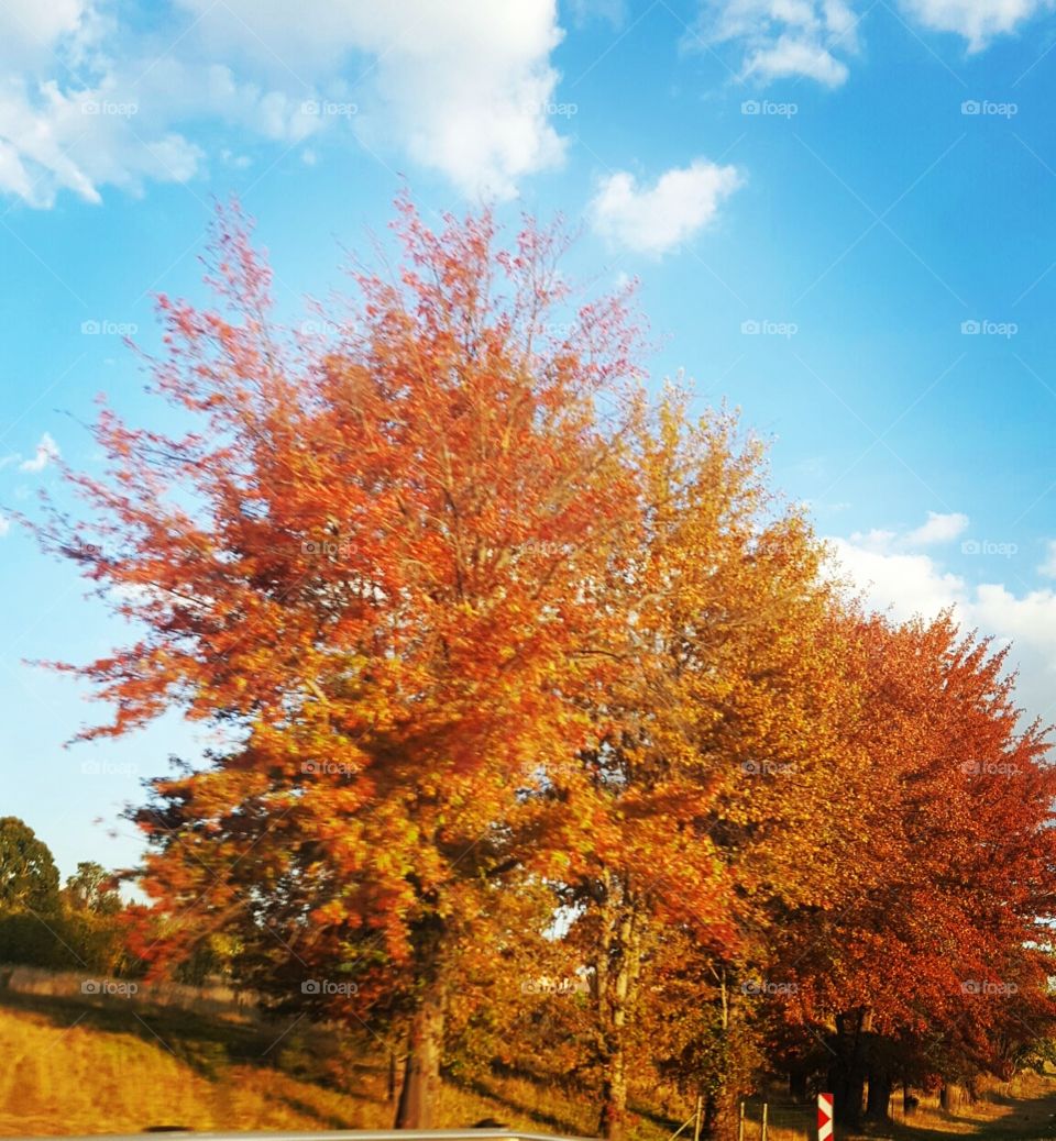Natures beaty-Autumn colours