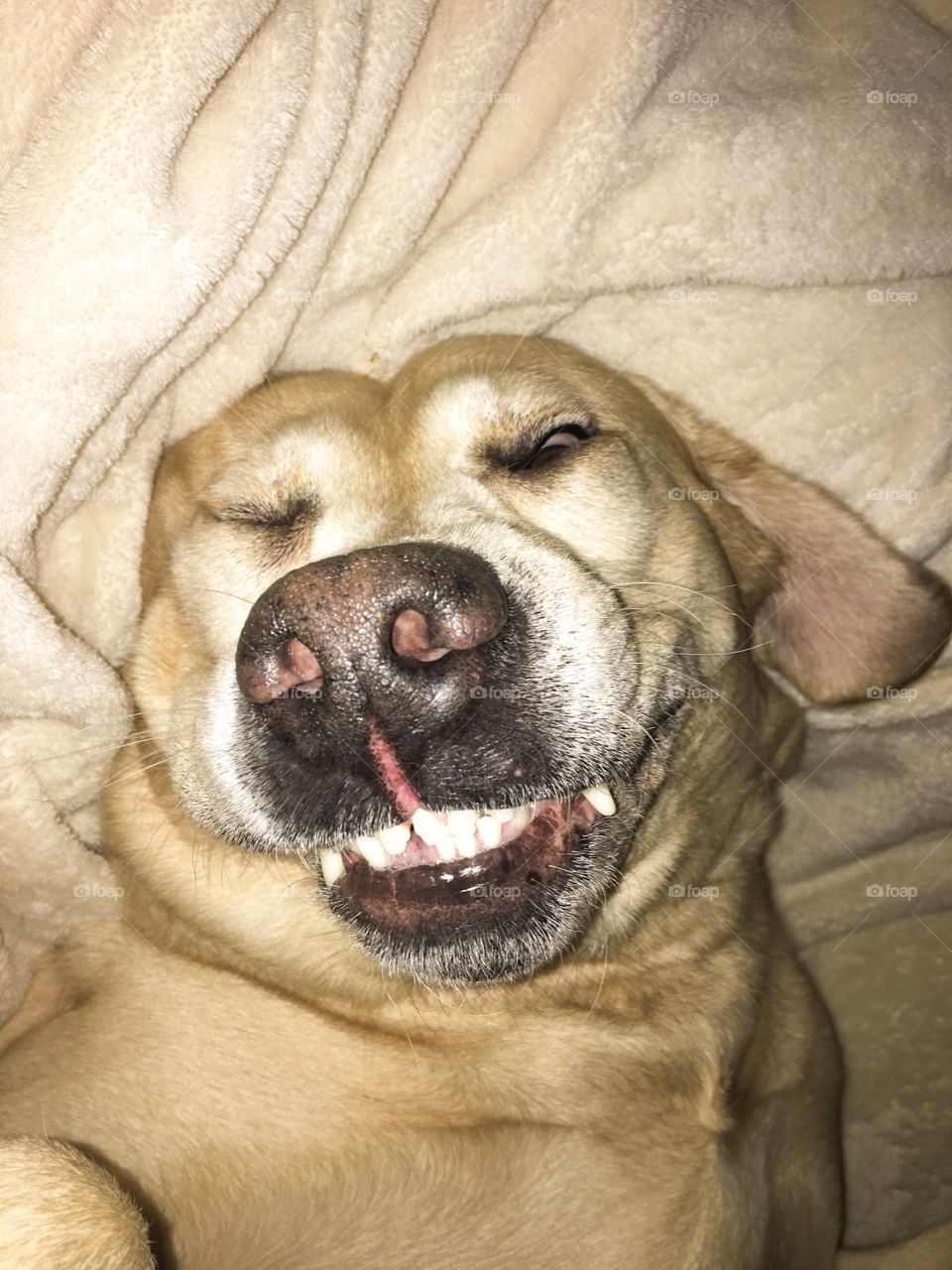 Dog, Cute, Animal, Canine, Puppy