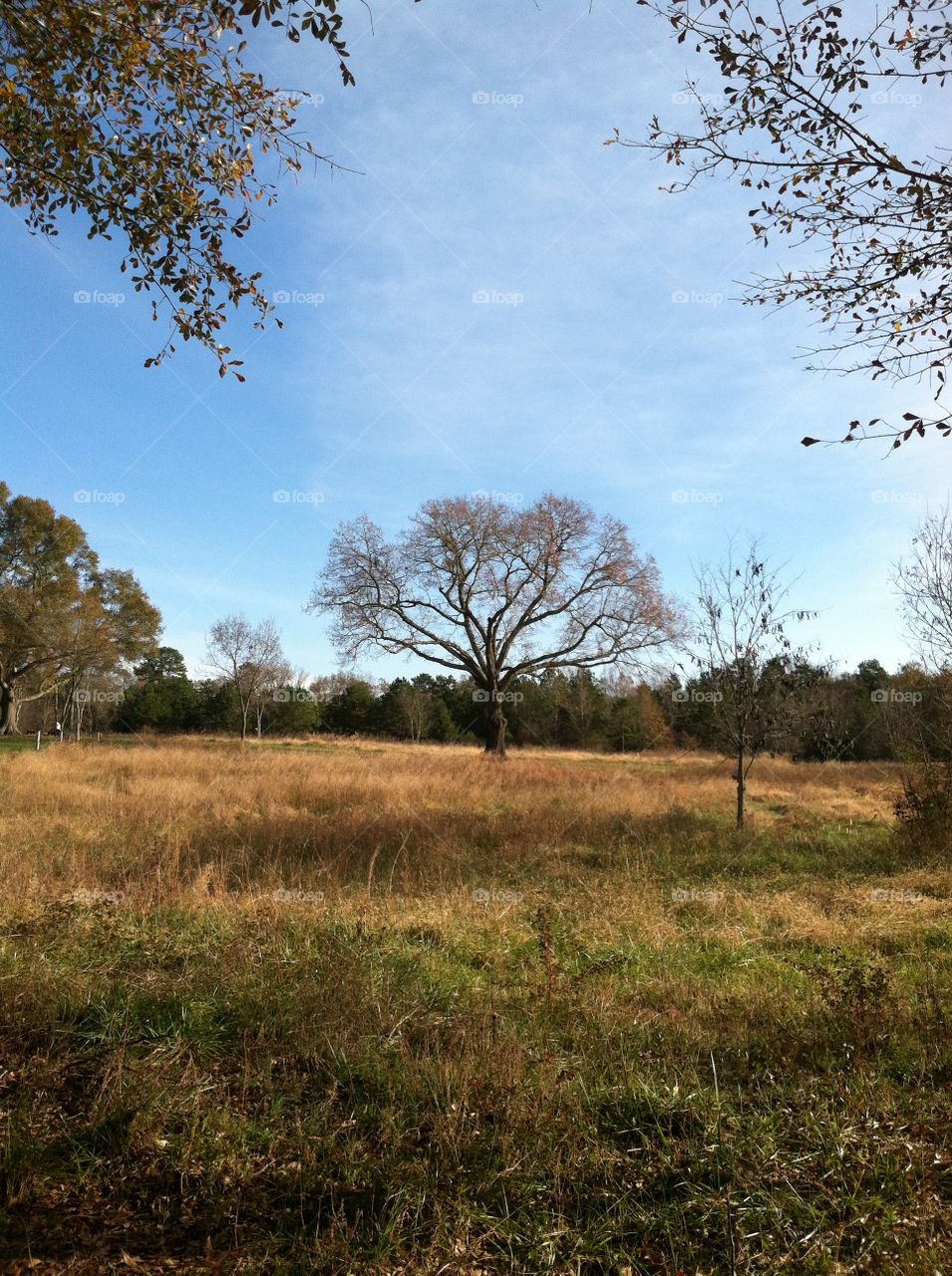 Lone sentinel oak tree in an open field in autumn.