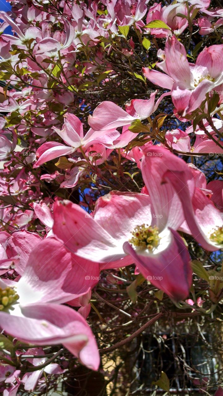 pink dogwood