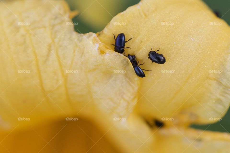 Tiny Insects On Flower Petal