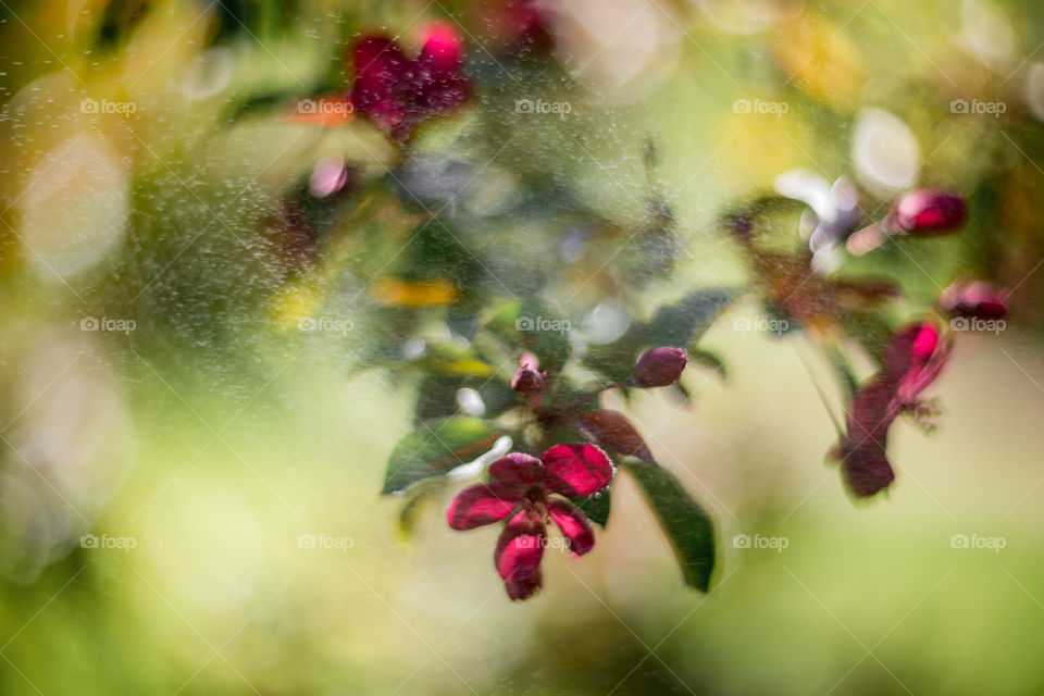 Blossom branch of crabapple at sunny day