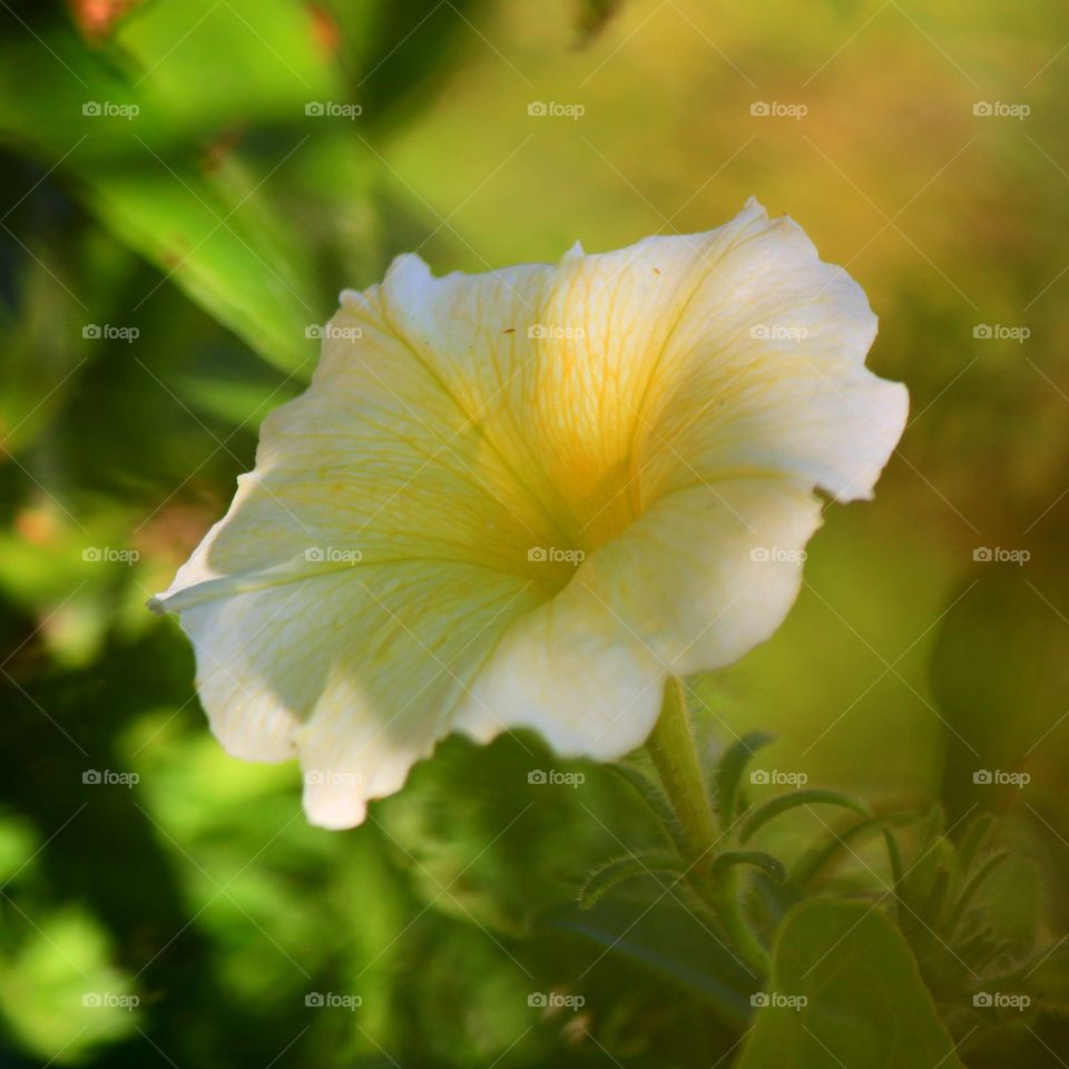 Shadow petunia 