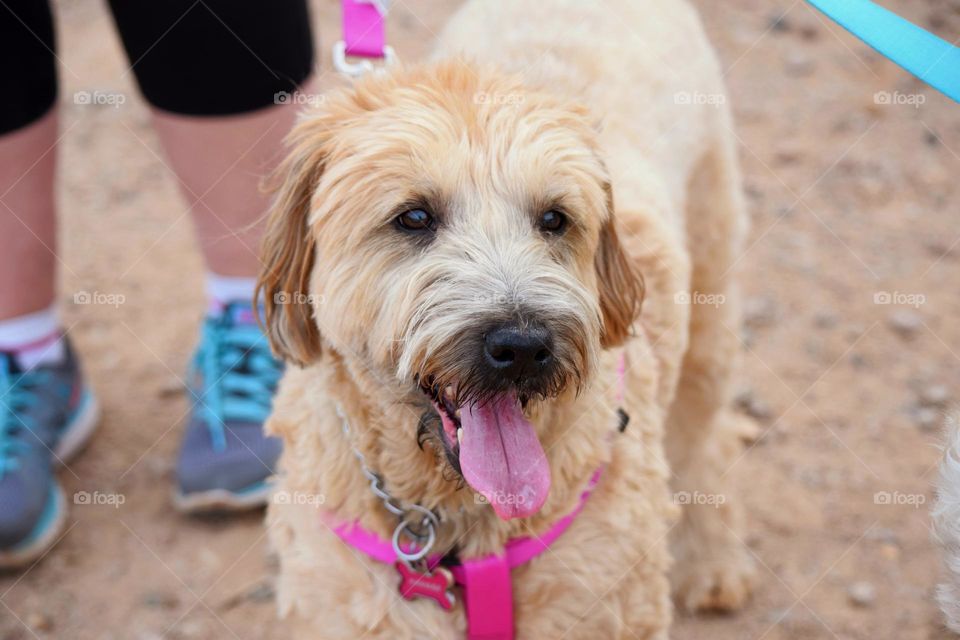 A beautiful mature Wheaten Terrier looks joyful as it sets out on a long walk during a beautiful day