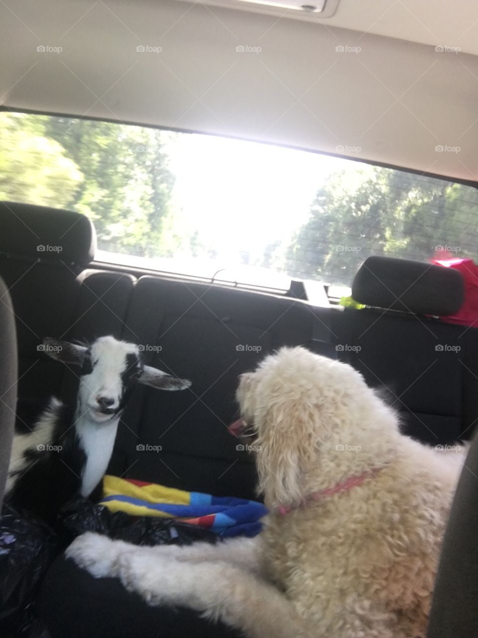 Goat and dog