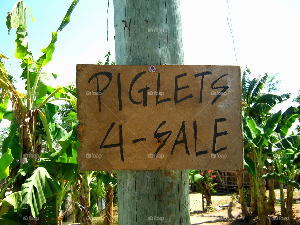 Piglets for sale ^_^