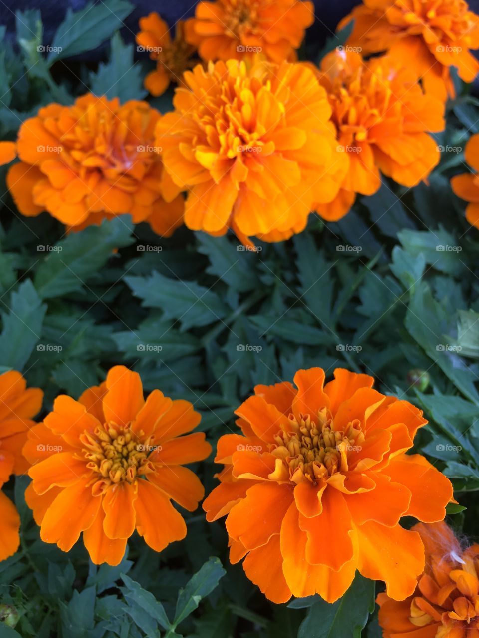 Marigold 