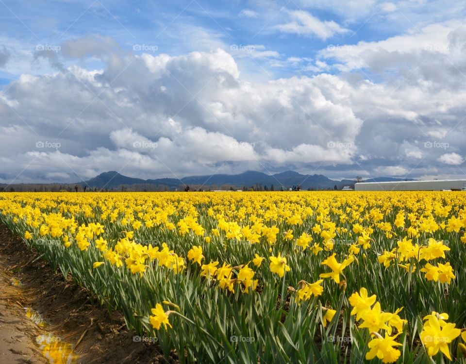 Daffodils in bloom