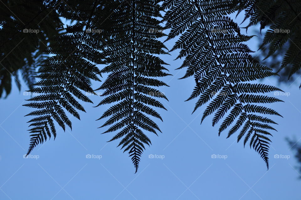 Fern leaves