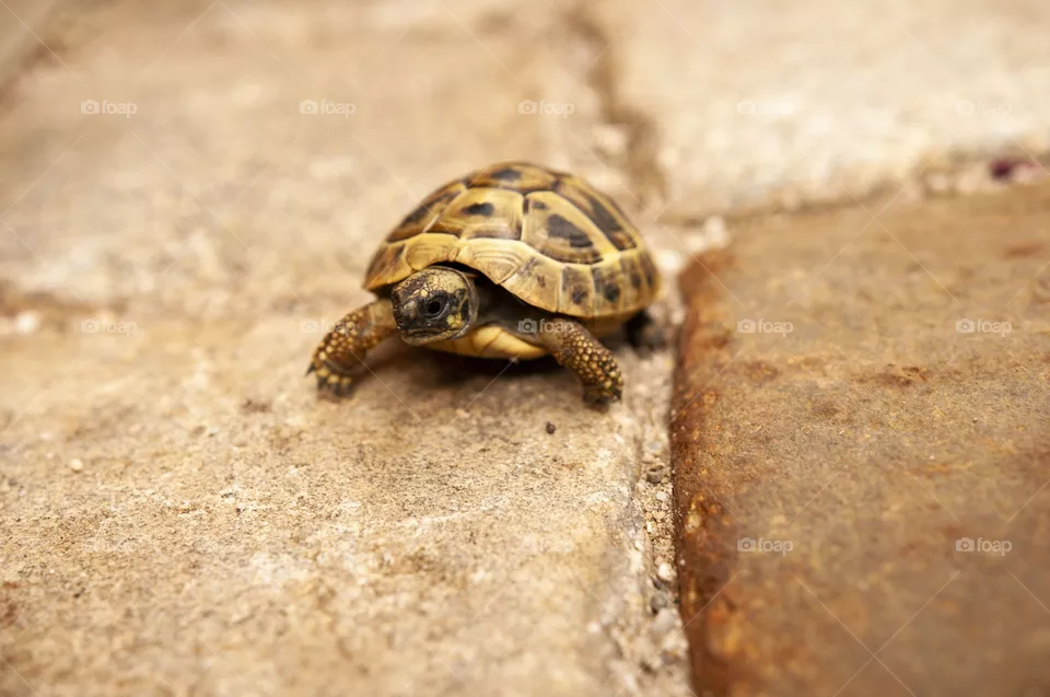 Turtle
