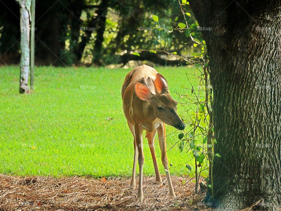 South Carolina deer