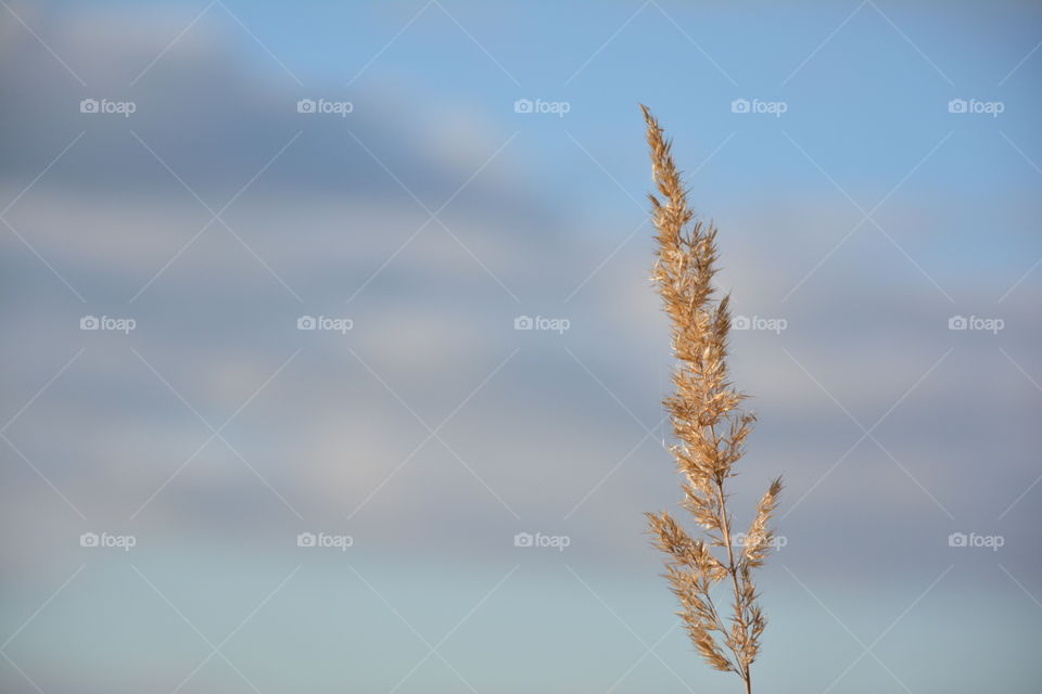 View of reed growing against sky
