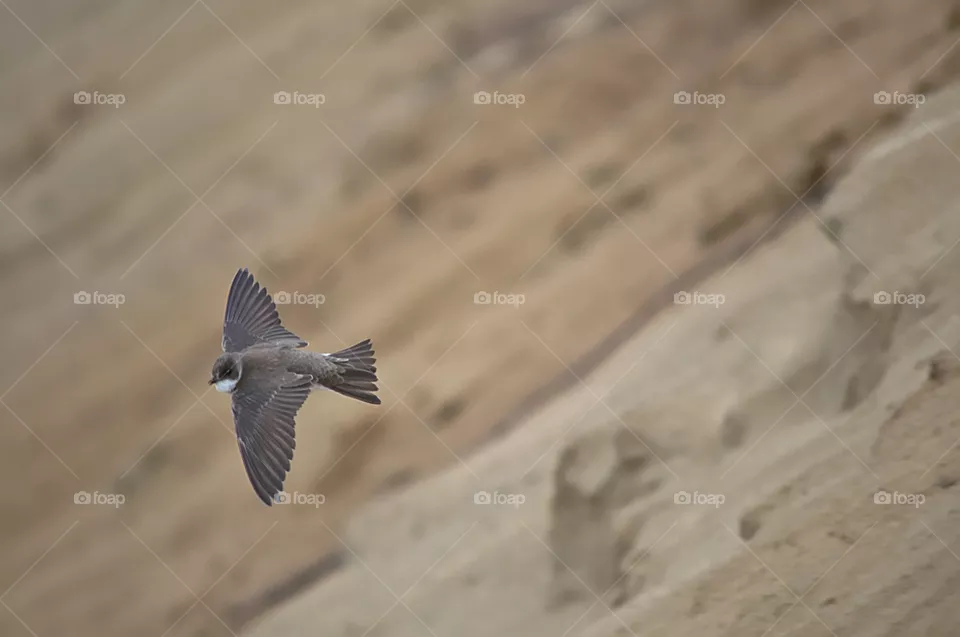 Bird, flight, nature, photo, summer