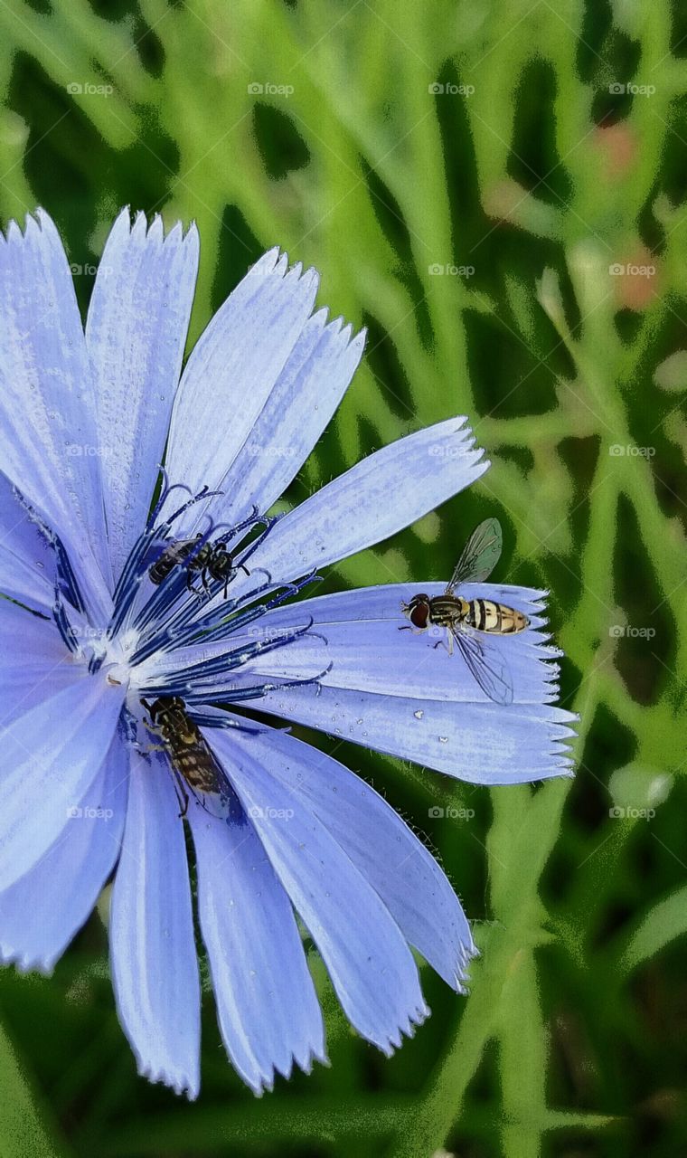 blue fly
