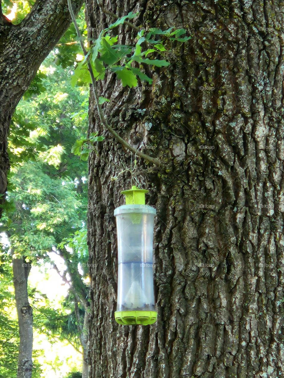 green bird feeder hanging on a tree