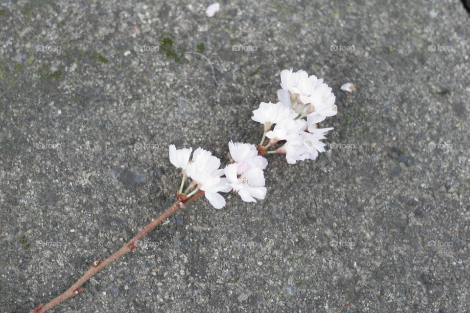 cherry blossoms on the ground
