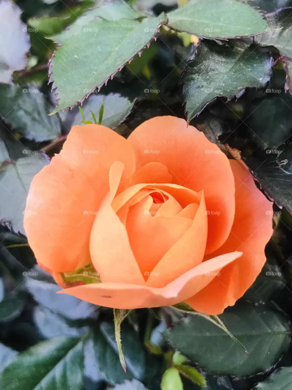 Colour orange 