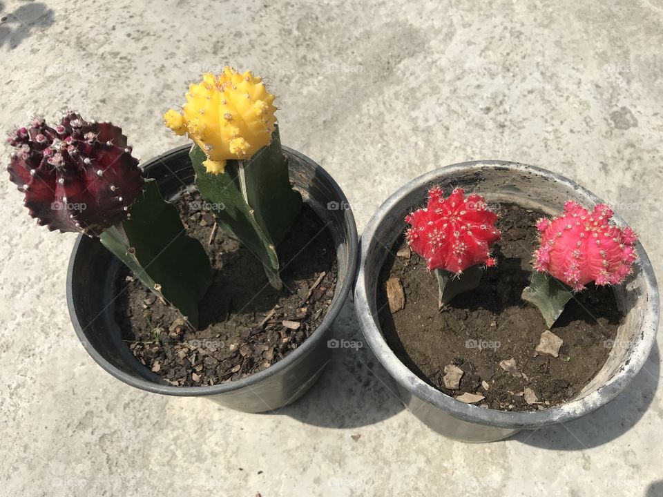 Mix moon cactus 