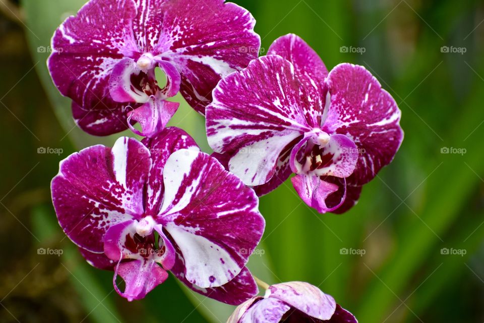 Beautiful and vibrant purple orchids