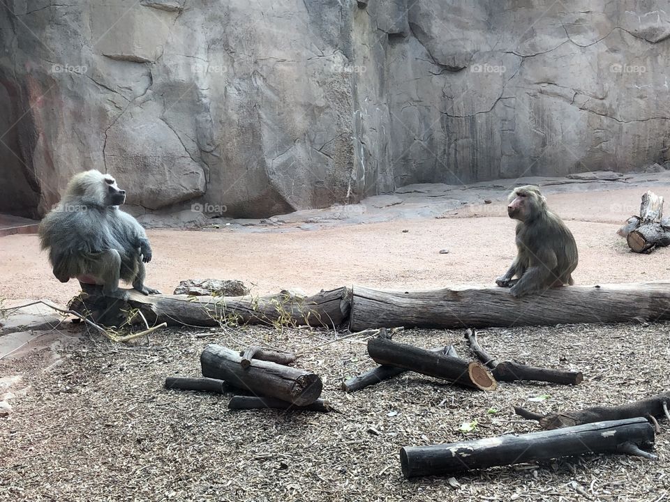 2 monkeys