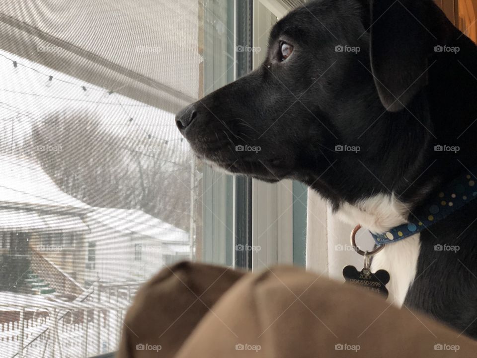 Dog watching snow fall