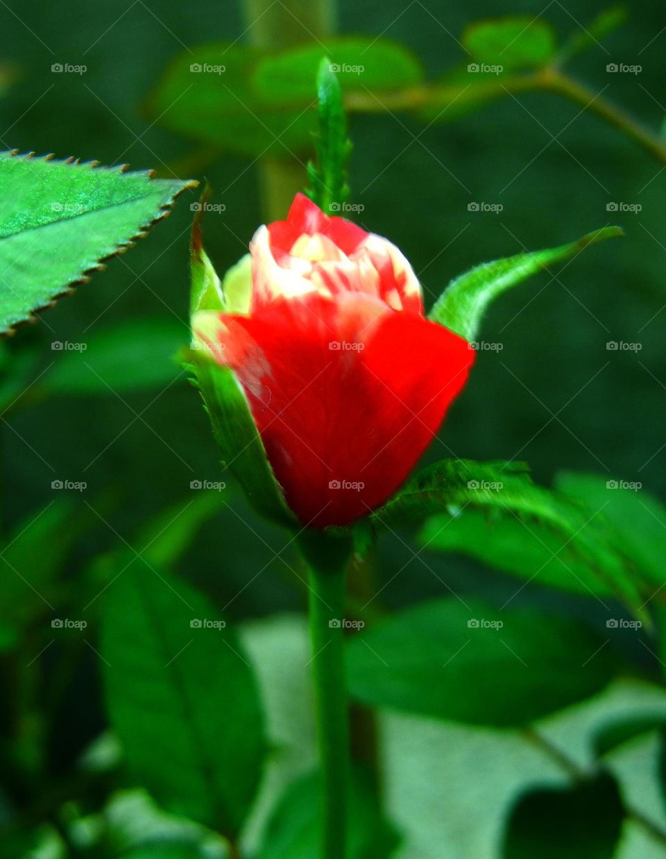 single multi colored rose