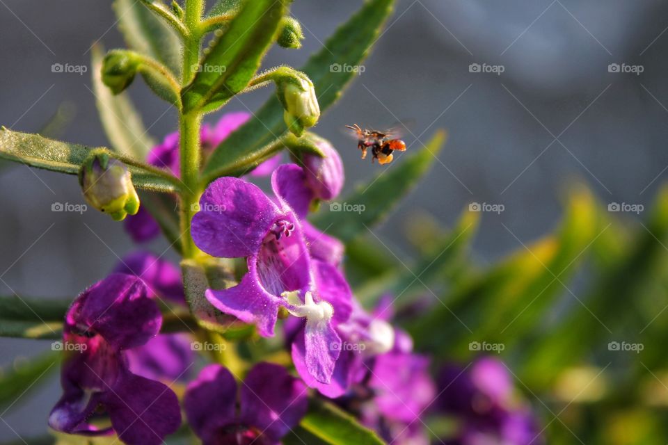 Angelonia