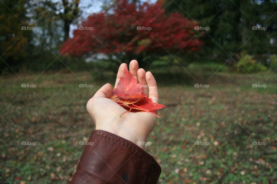 Mesmerizing Tree. I love Fall