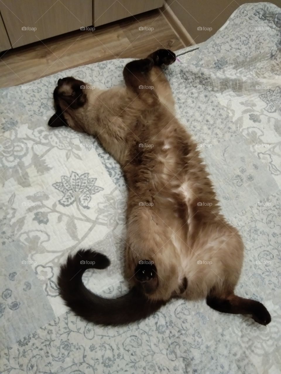 Beloved cat😎😎😎😎😎😎