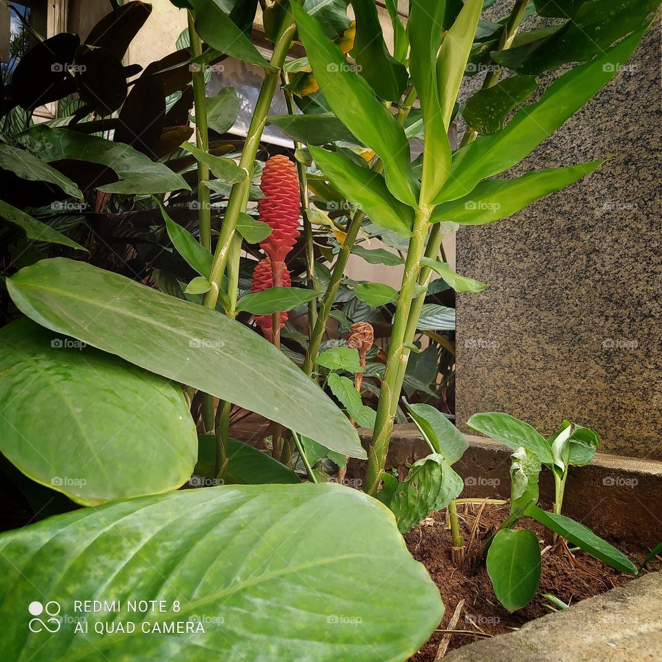 Aqui é verão e olha como está as plantas no jardim radiante e cores bem vibrantes
