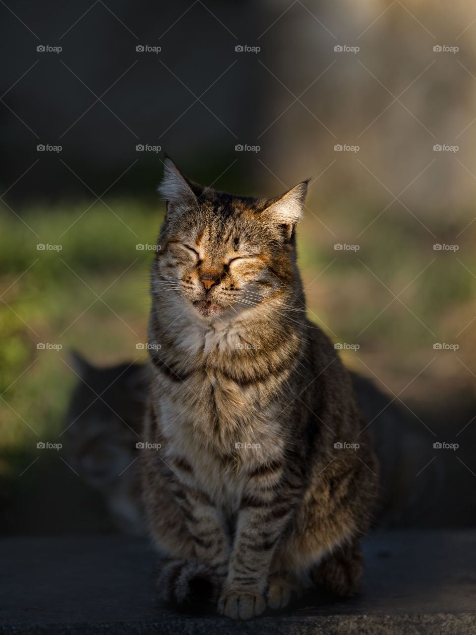 A street cat with a contented face, sitting outside and basking in the sun, on a warm spring evening