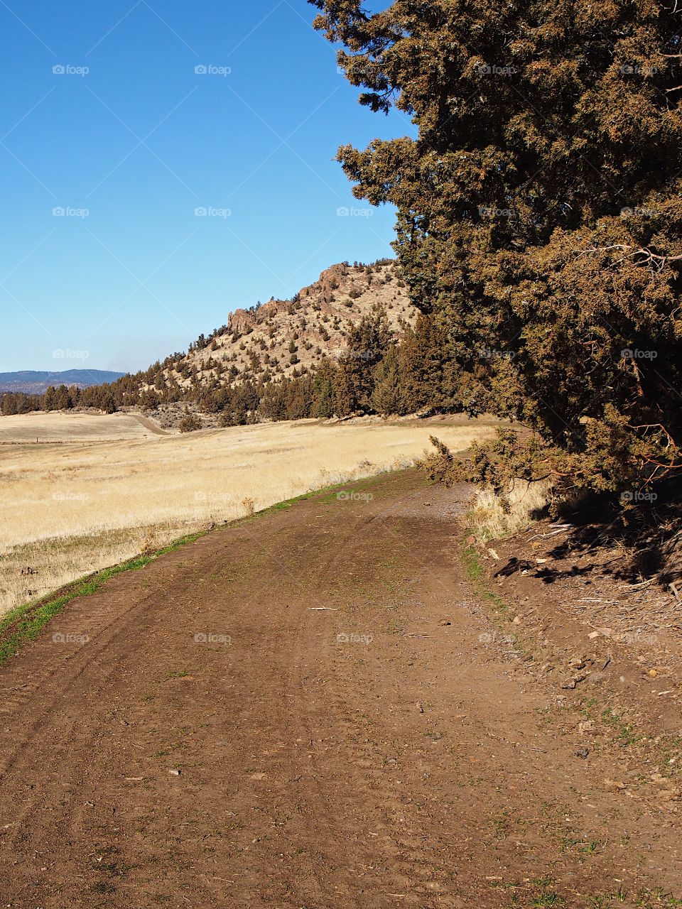 A dirt road running through the Central Oregon countryside around a large juniper tree and in front of a butte. 