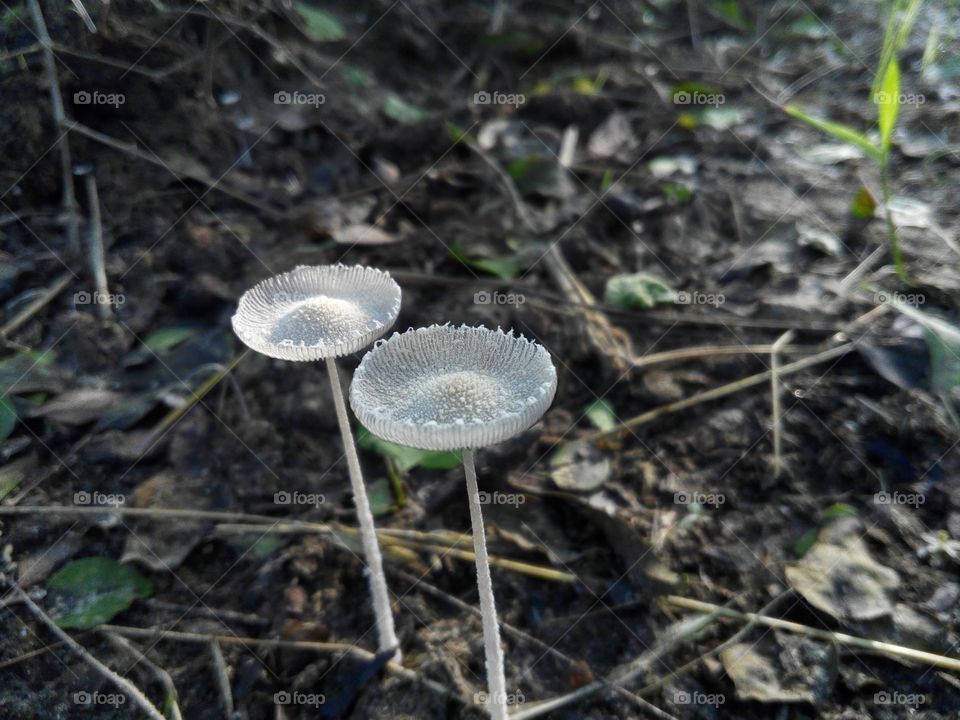 dual mushroom