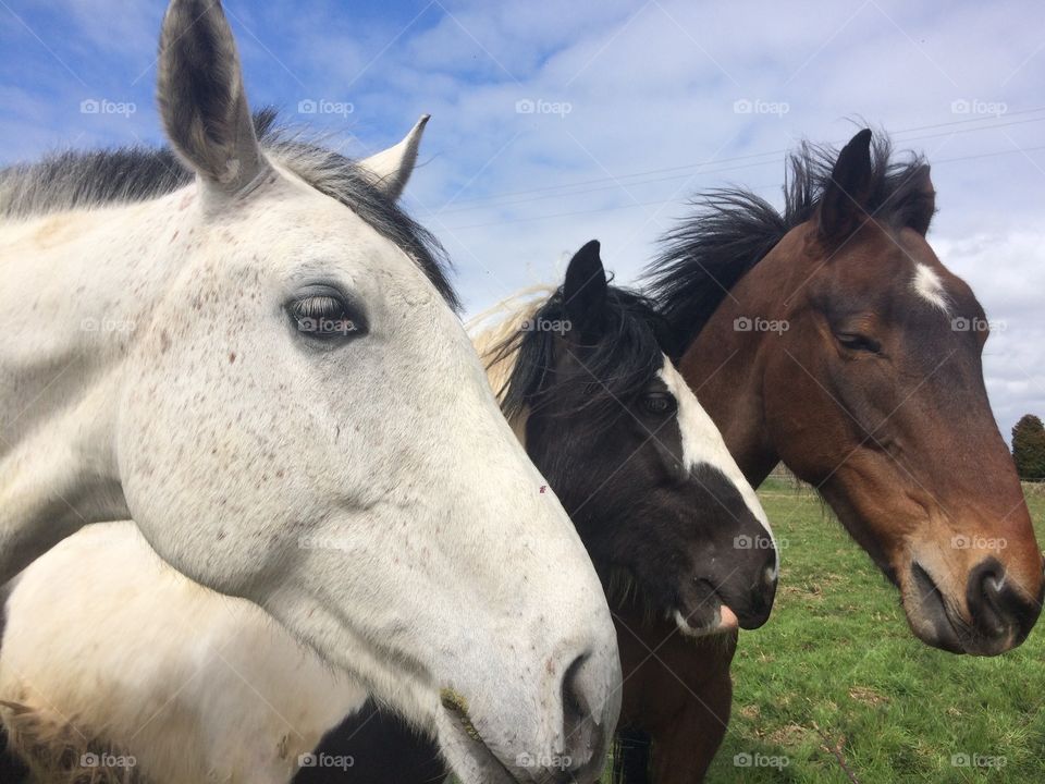 Three pretty horses