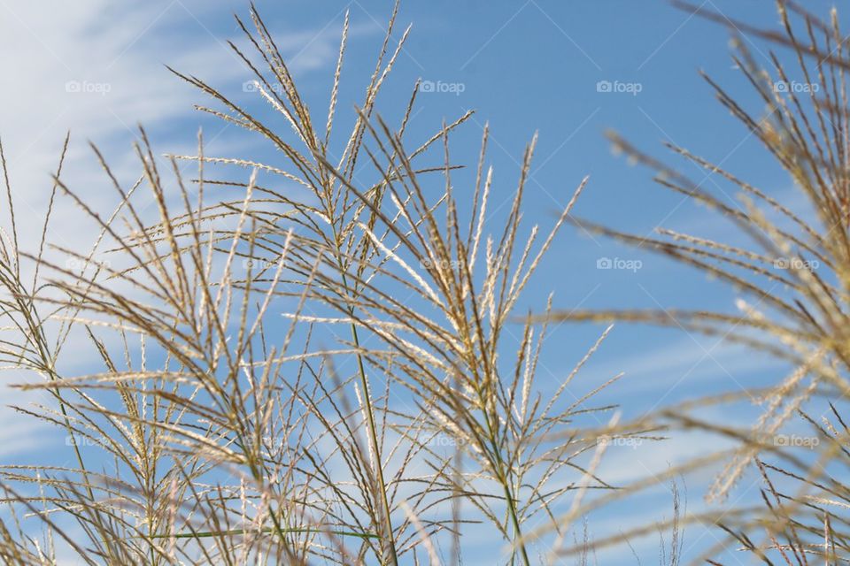 Grass and Sky
