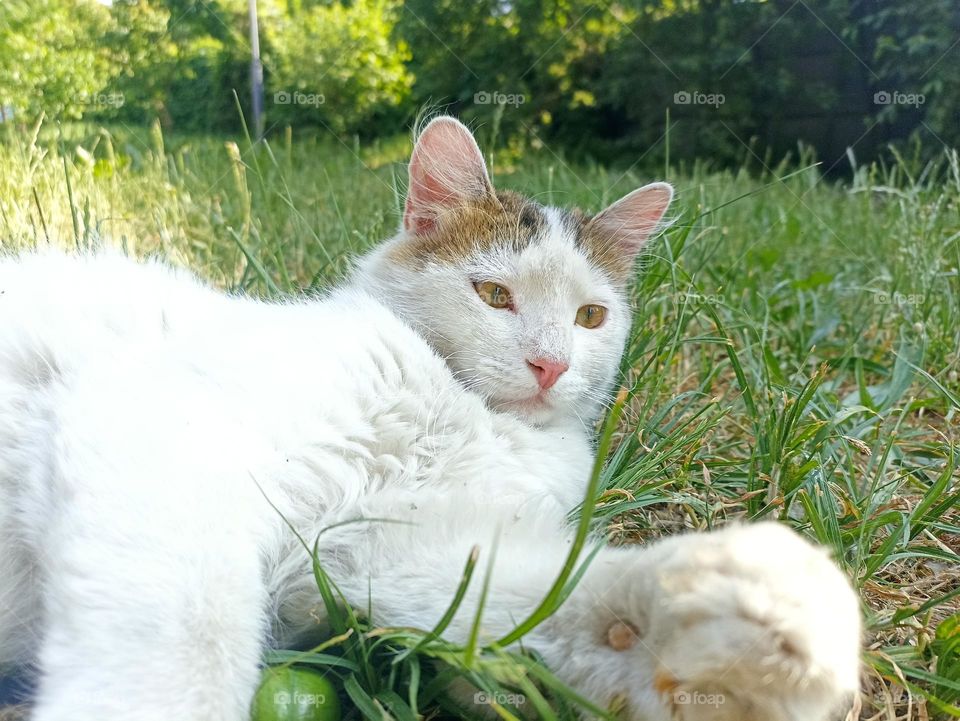 White fluffy male cat close-up. Animal photography