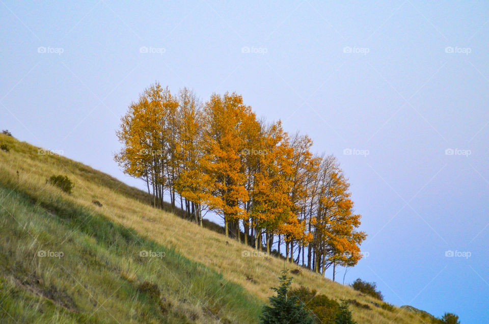 fall aspen trees on a slope