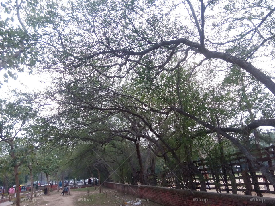 tree sky greenery daylights