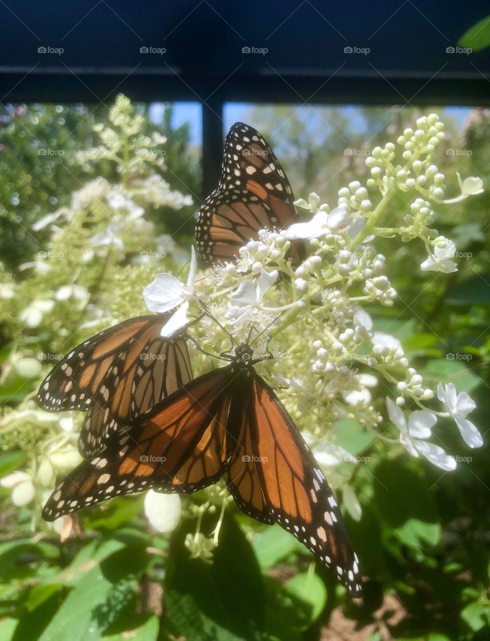 Monarch butterflies on white flowers 