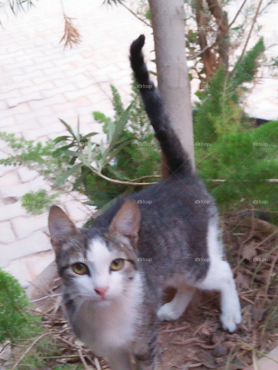 Beautiful grey and white cat.