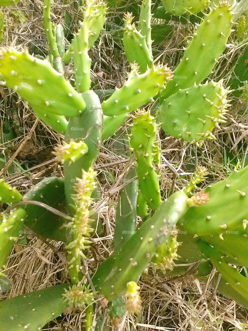 cactus