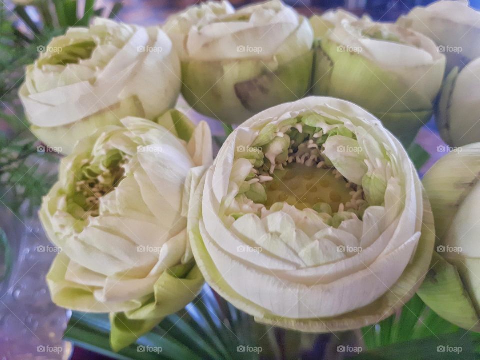 Close up of folded petals white lotus, preparing for worship Buddha in Buddha day.