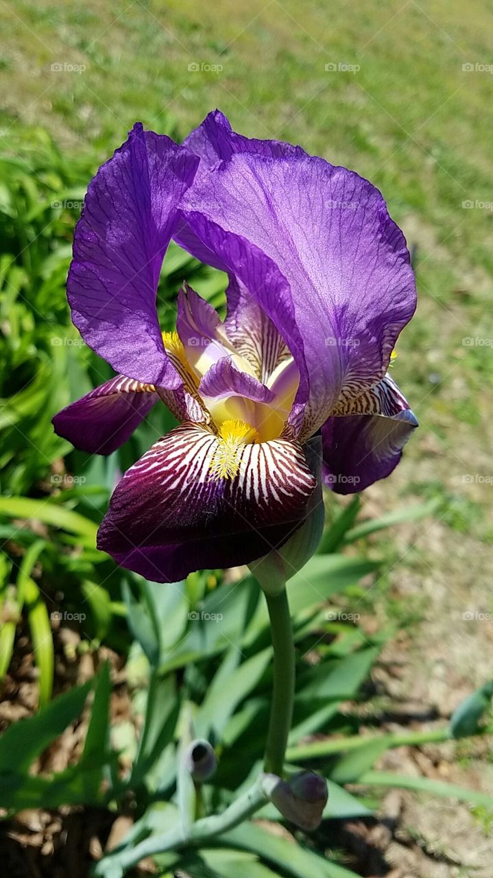 Majestic Iris