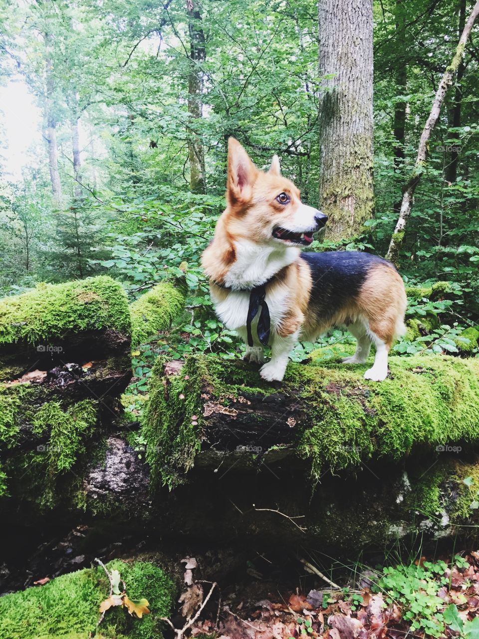 Dog - welsh corgi pembroke