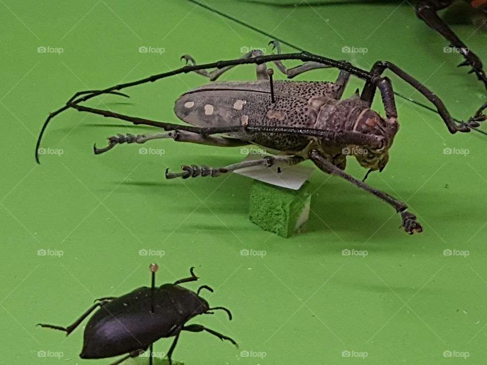 Insect, Invertebrate, Beetle, Wildlife, Pest