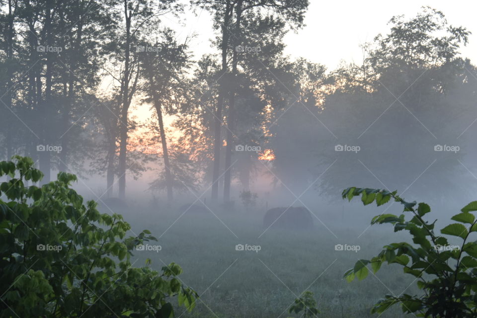 Foggy Rural Summer Morning