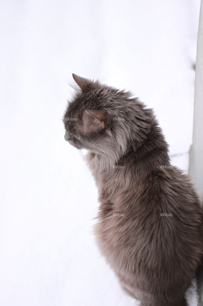Nebelung cat on snow