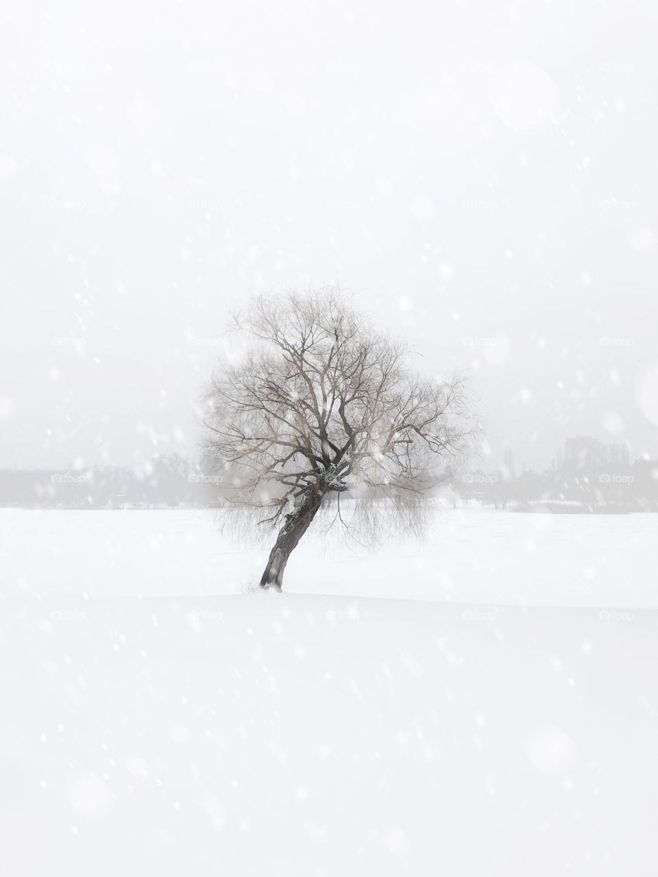 Tree under the falling snow in winter 