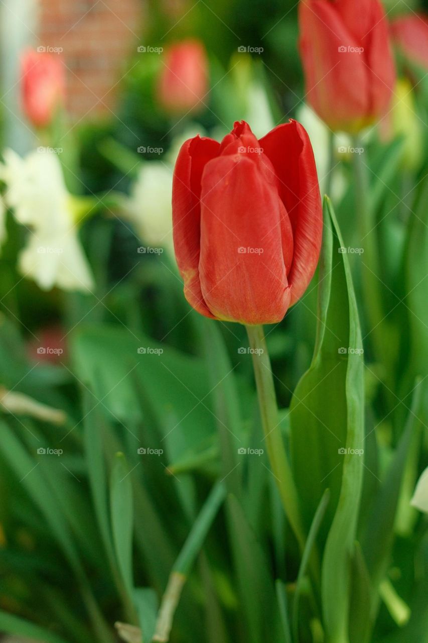 a close up of a red tulip in a garden