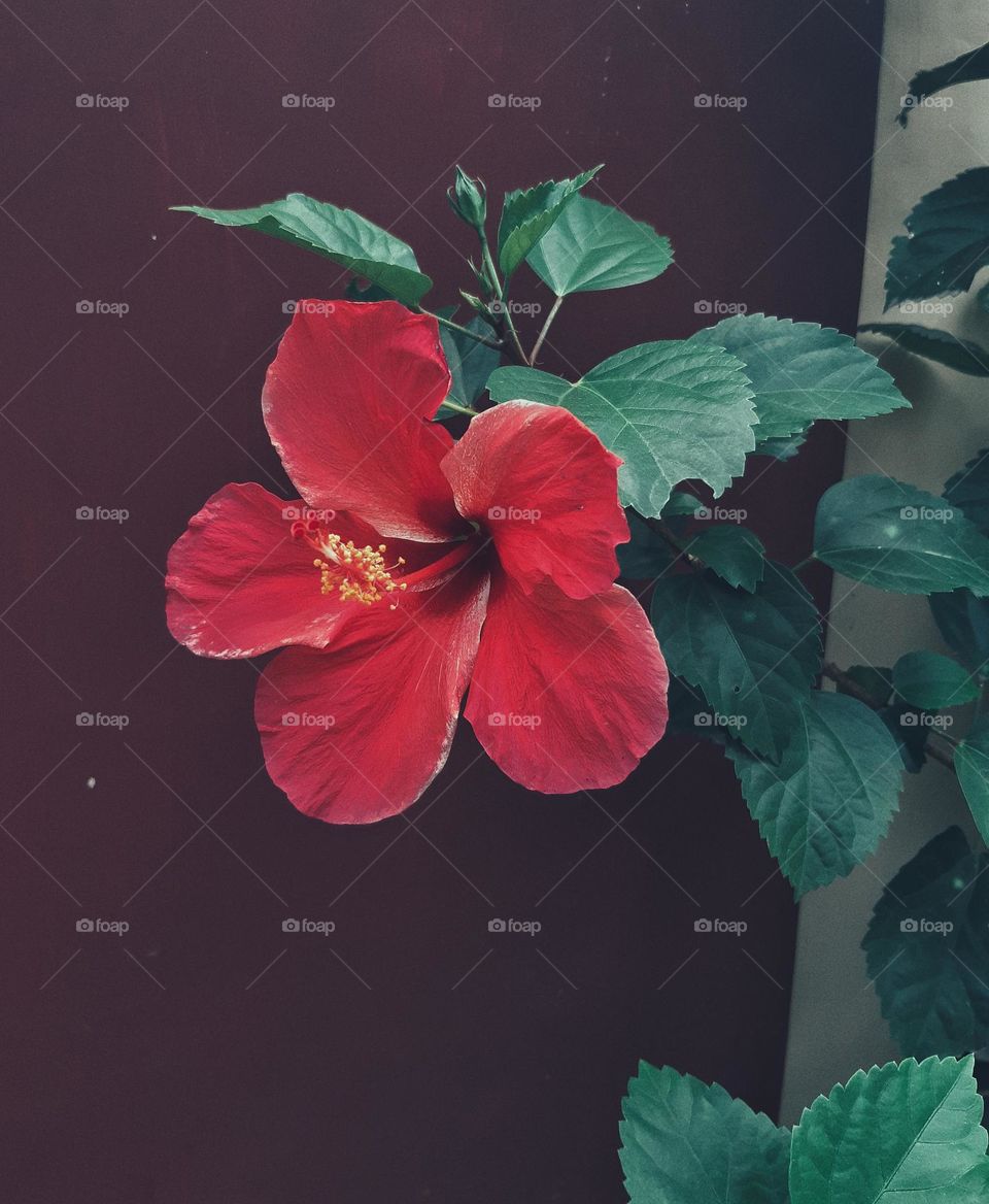 Just another beautiful hibiscus